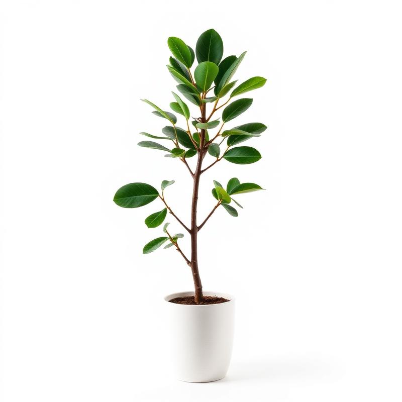 Fiddle Leaf Fig