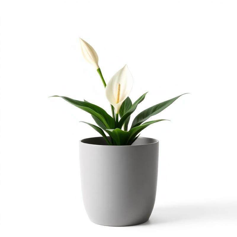 Peace Lily